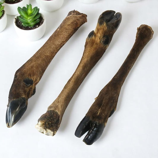 VENISON LEG