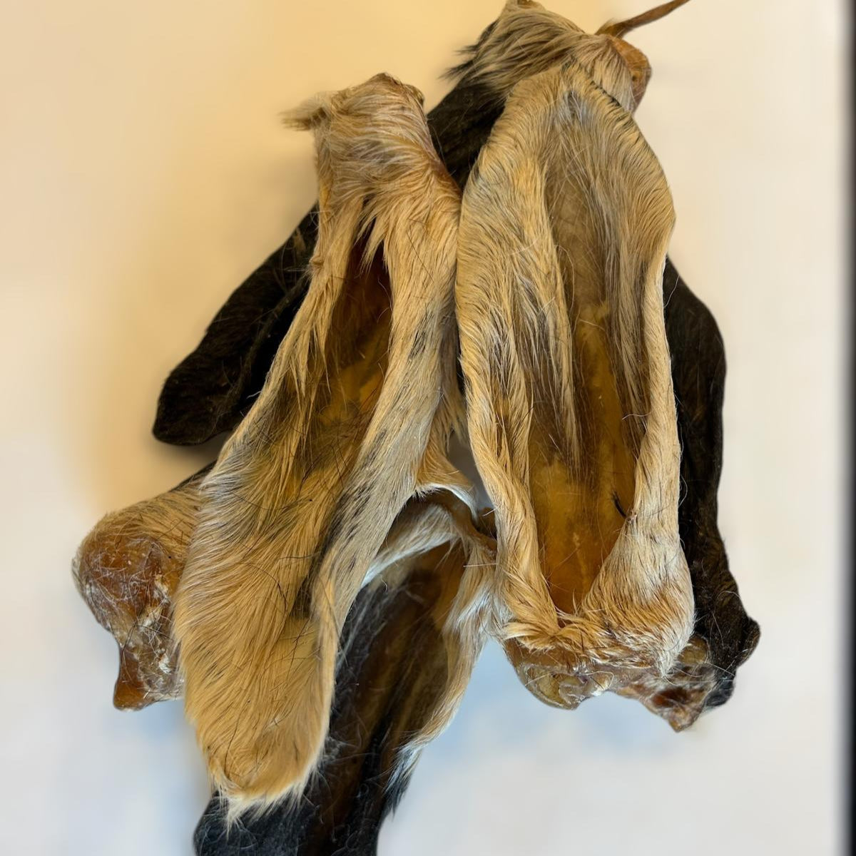 GOAT EARS (WITH HAIR)